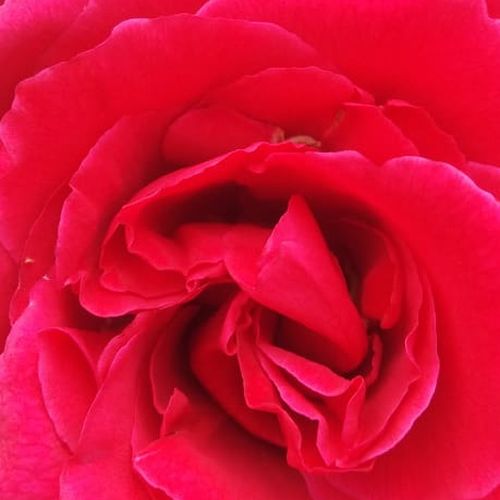 Ruže predaj - čajohybrid - červená - Rosa Pannonhalma - stredne intenzívna vôňa ruží - Márk Gergely - Má 10-12cm veľké plnokveté kvety so stredne silnou vôňou. Kvitne od júna až do jesene. Mrazuzdorná a dobre znáša sucho.
